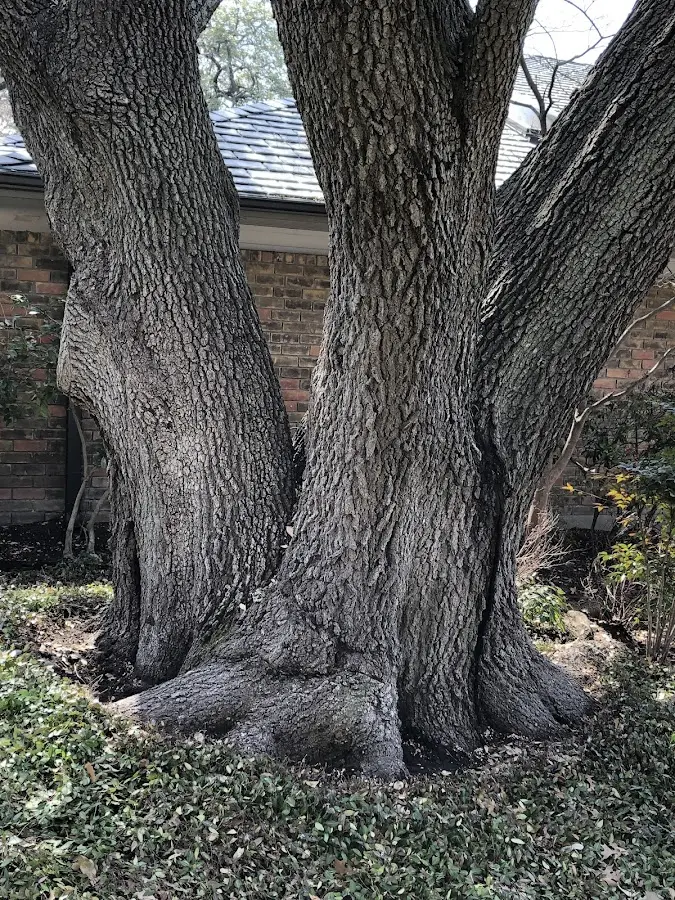 Mature heritage tree close to a Elgin property cared for by certified arborists